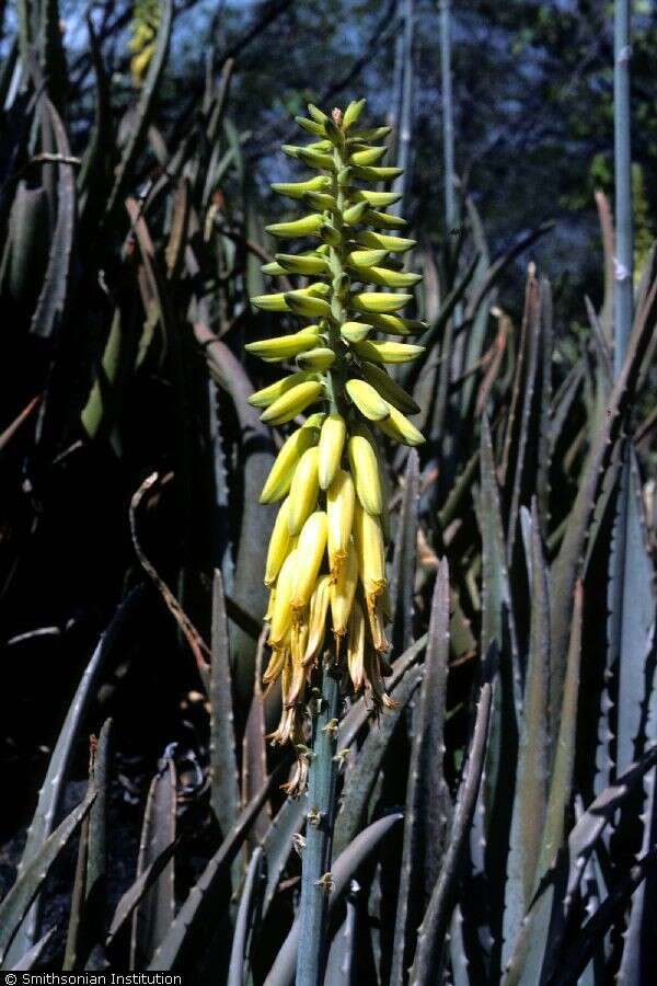 Image of aloe