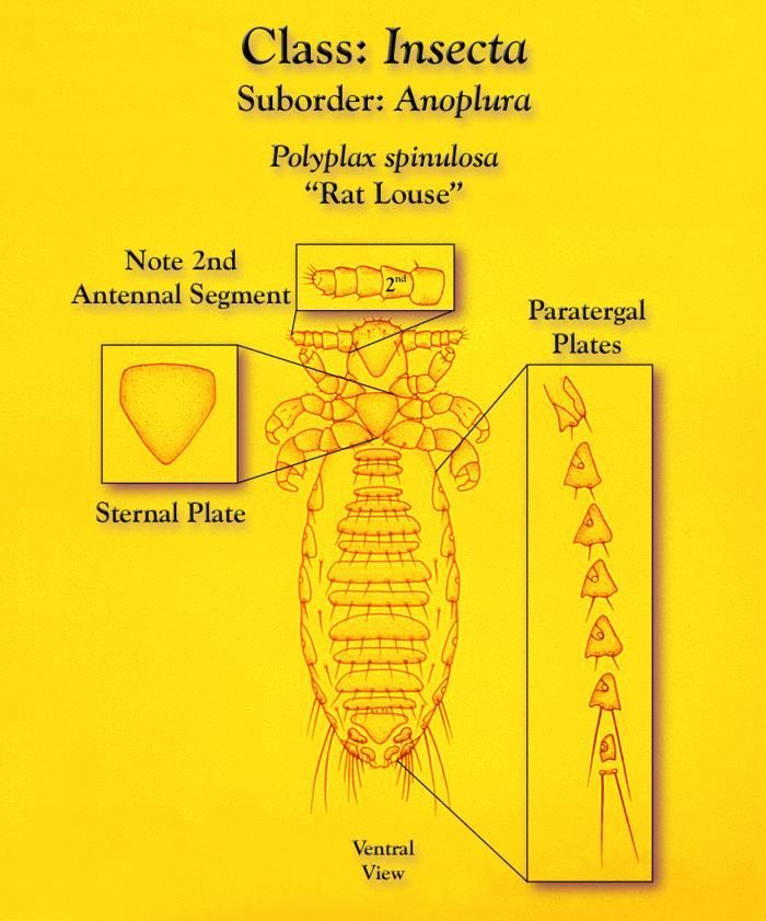 Image of Sucking louse