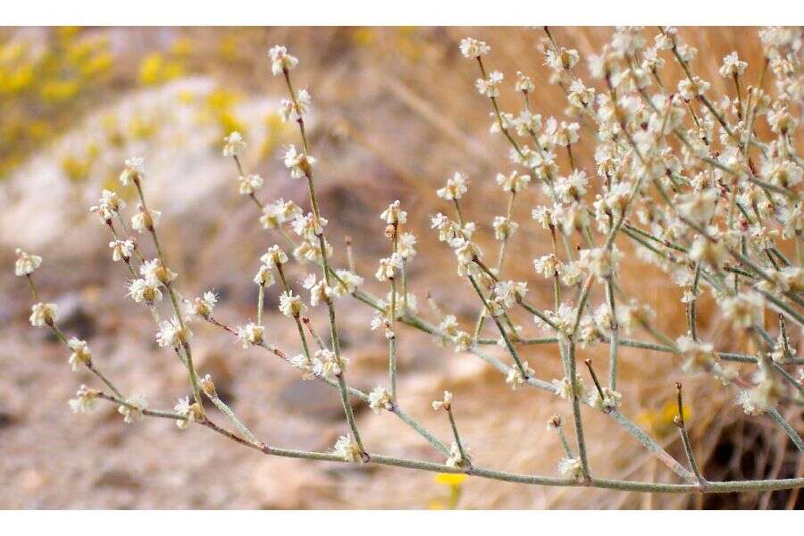 Imagem de Eriogonum baileyi S. Wats.