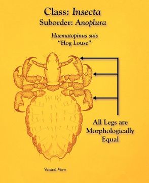 Image of hog louse