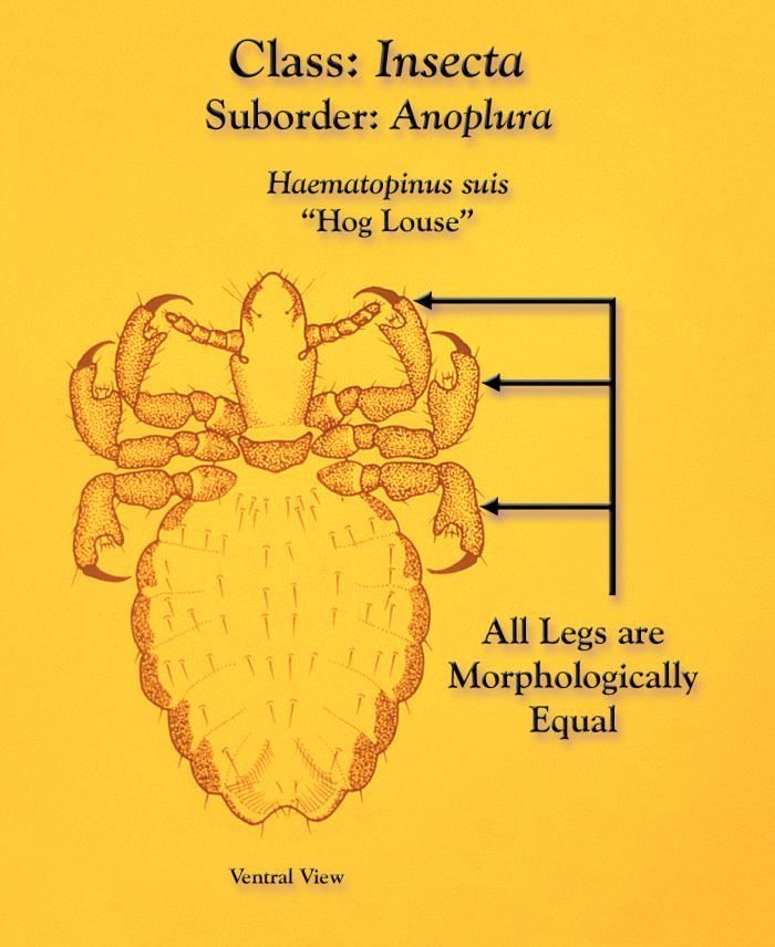 Image of hog louse