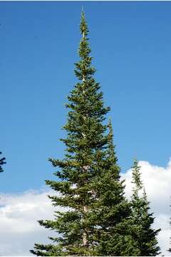 Image of subalpine fir