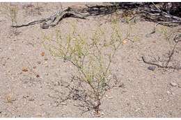 Imagem de Eriogonum brachyanthum Coville