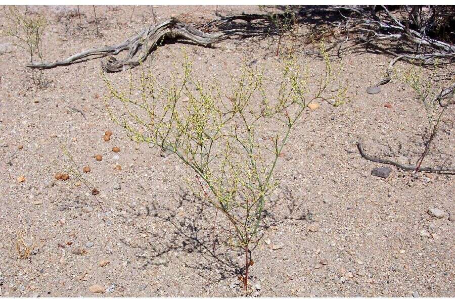 Imagem de Eriogonum brachyanthum Coville