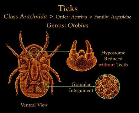 Image of Otobius Banks 1912