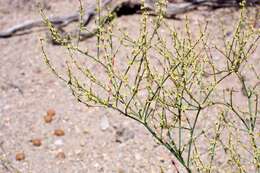 Imagem de Eriogonum brachyanthum Coville