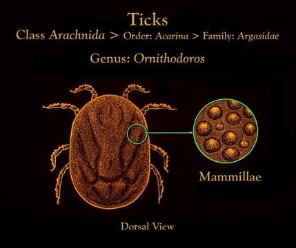 Image of Ornithodoros Koch 1844