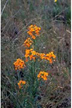 Image of sanddune wallflower