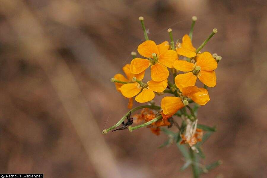 Image of sanddune wallflower