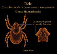 Image de Haemaphysalis Koch 1844