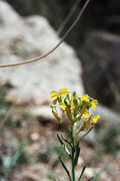 Слика од Erysimum capitatum (Douglas ex Hook.) Greene