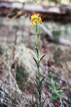 Image of sanddune wallflower