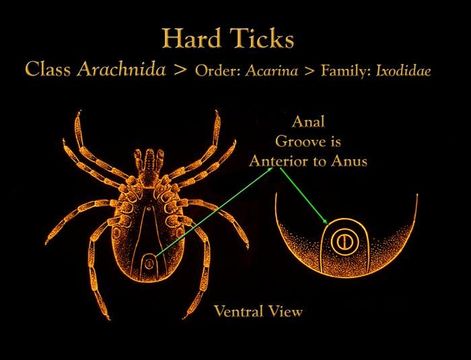 Image of Ixodes Latreille 1795