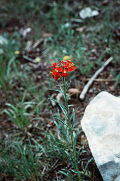 Image of sanddune wallflower