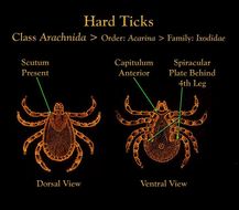 Image of hard ticks