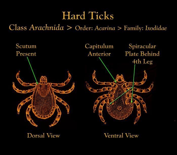 Image of hard ticks