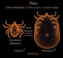 Image of hard ticks