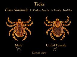 Image of hard ticks