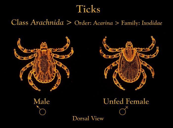 Image of hard ticks