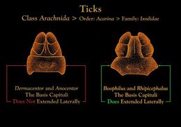 Image of hard ticks