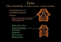 Image of hard ticks