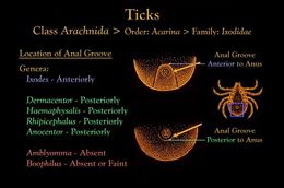 Image of hard ticks