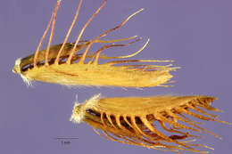 Image of Fringed Centipede Grass