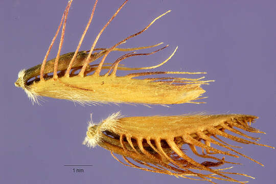 Imagem de Eremochloa ciliaris (L.) Merr.