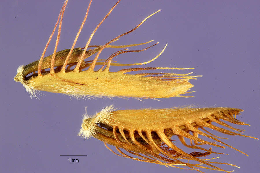 Image of Fringed Centipede Grass