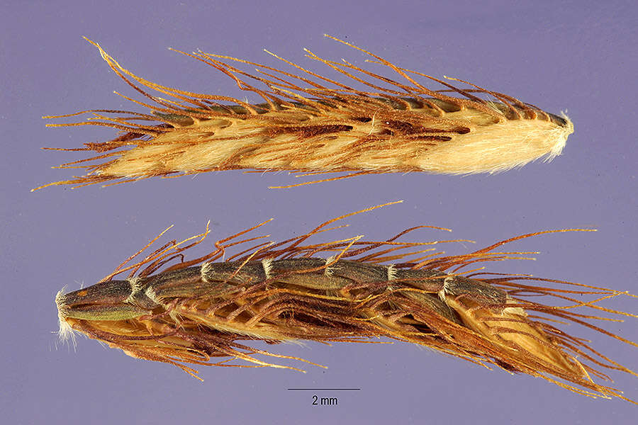 Plancia ëd Eremochloa ciliaris (L.) Merr.