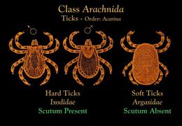 Image of hard ticks