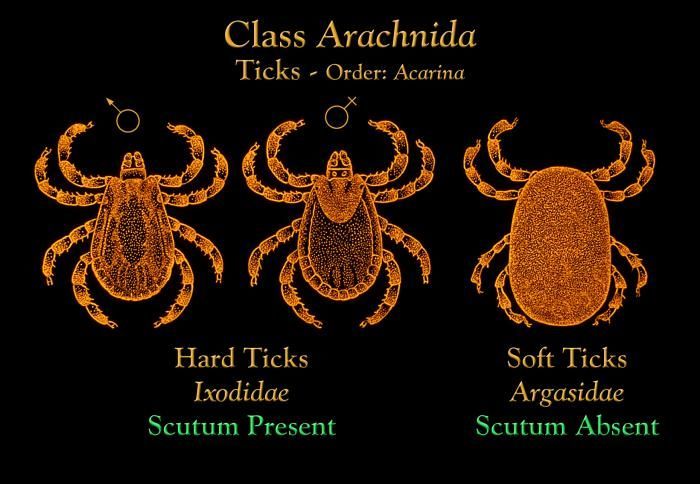Image of hard ticks