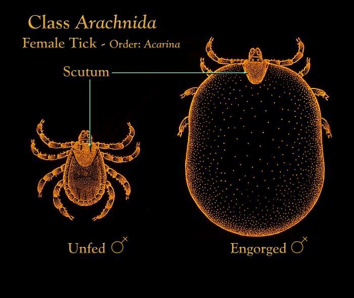 Image of hard ticks