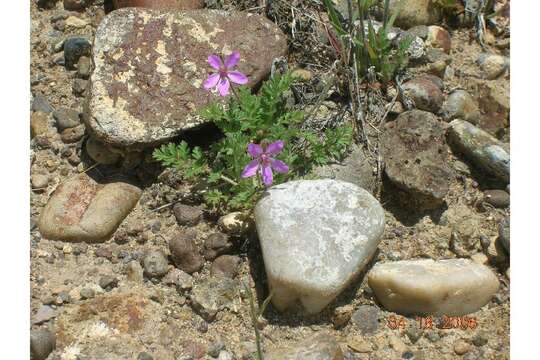 Image of Common Stork's-bill