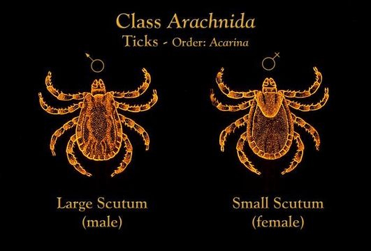 Image of hard ticks