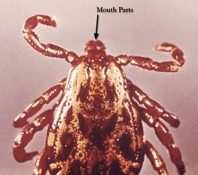 Image of hard ticks