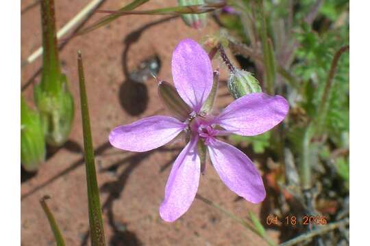 Image of Common Stork's-bill