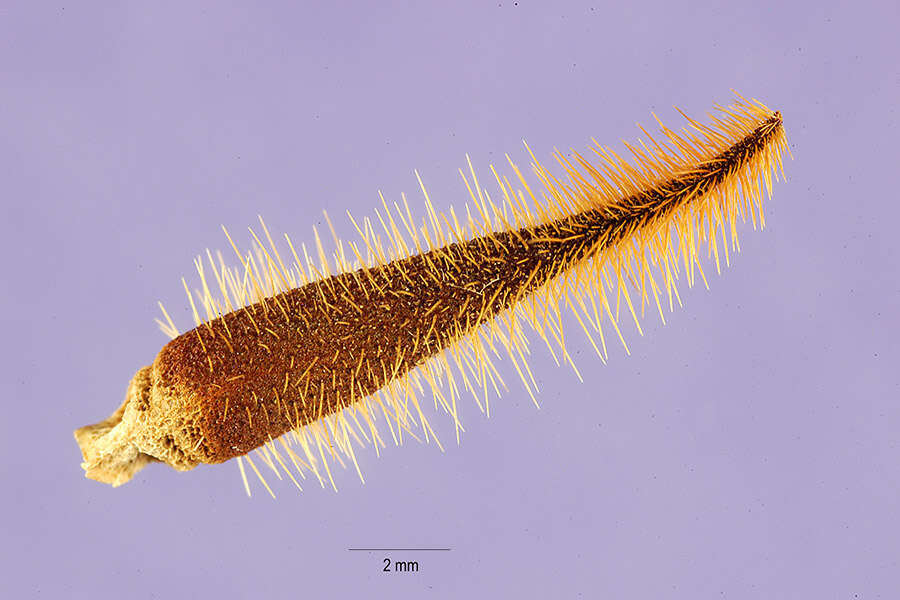 Image de Erodium ciconium (L.) L'Her.