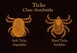 Image of softbacked ticks