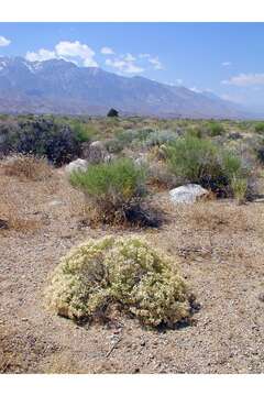 Image de Ericameria cooperi (A. Gray) Hall