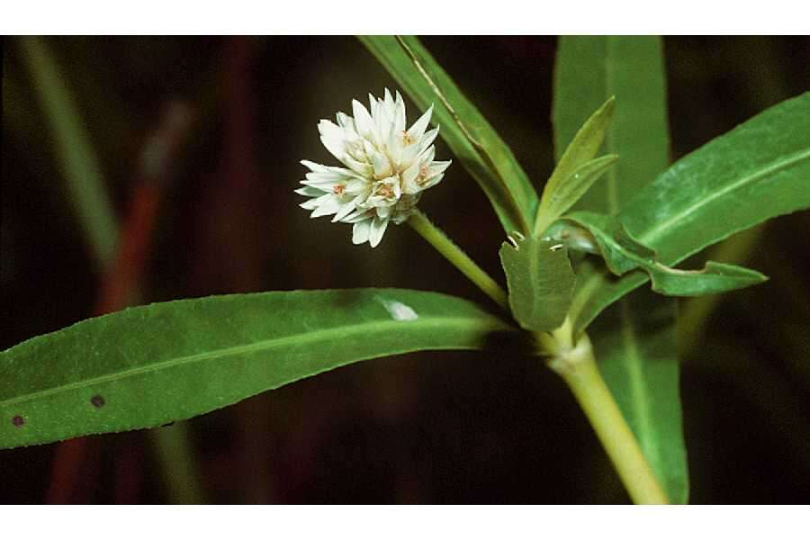 Image of alligator weed