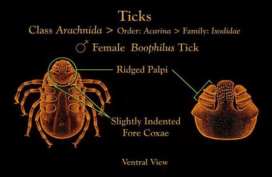 Image de Boophilus Curtice 1891