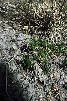 Слика од Erigeron compactus Blake