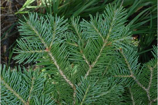 Image of subalpine fir