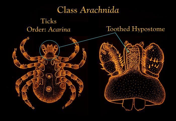 Image of dust mites