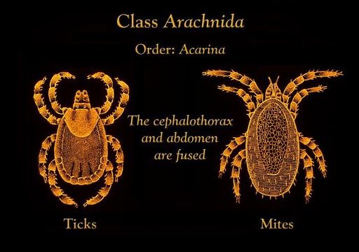 Pyroglyphidae resmi