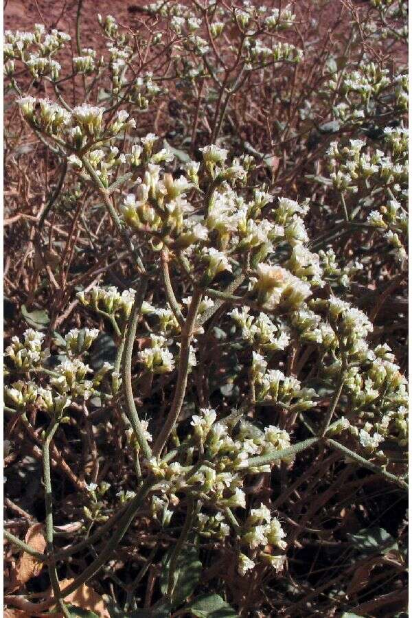 Image of crispleaf buckwheat