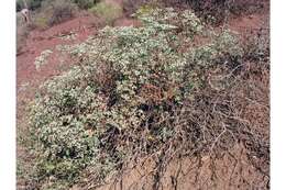 Image of crispleaf buckwheat