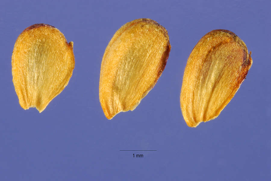 Plancia ëd Alisma plantago-aquatica L.