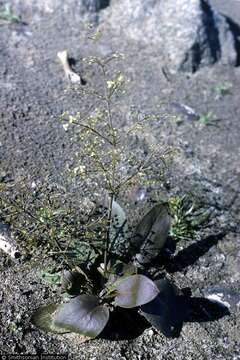 Image of Common Water-plantain